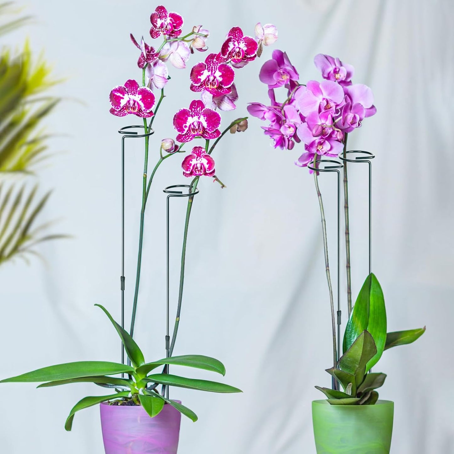 6 Sets Plant Stakes 12/25/36 Inch Adjustable Plant Support Stakes Tall for Indoor Outdoor Plant Holder Stick Steel Garden Stem Pole Amaryllis Stakes with 30 Clip for Tomato Orchid Lily Peony Flower