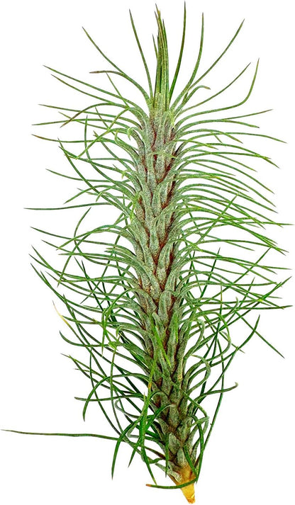 ragnaroc Air Plants - Colombian Tillandsia Funckiana, Large 5" - 1ct - Live Arrival Guaranteed - House Plants for Home Decor & Gift