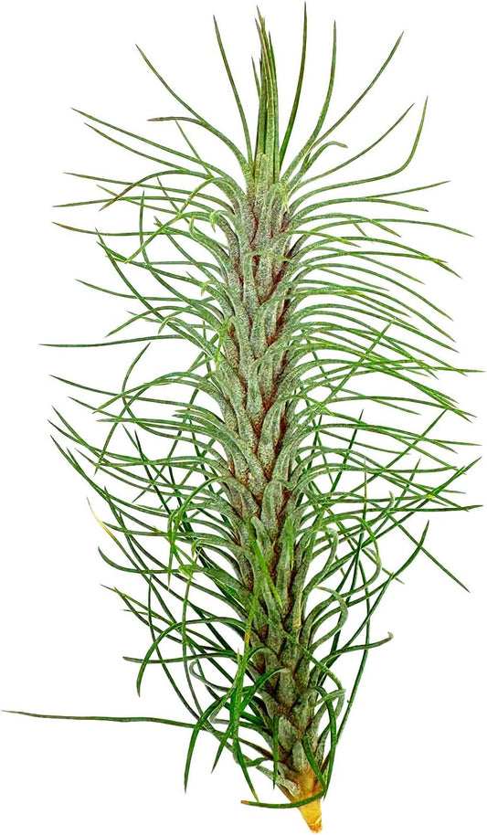 ragnaroc Air Plants - Colombian Tillandsia Funckiana, Large 5" - 1ct - Live Arrival Guaranteed - House Plants for Home Decor & Gift