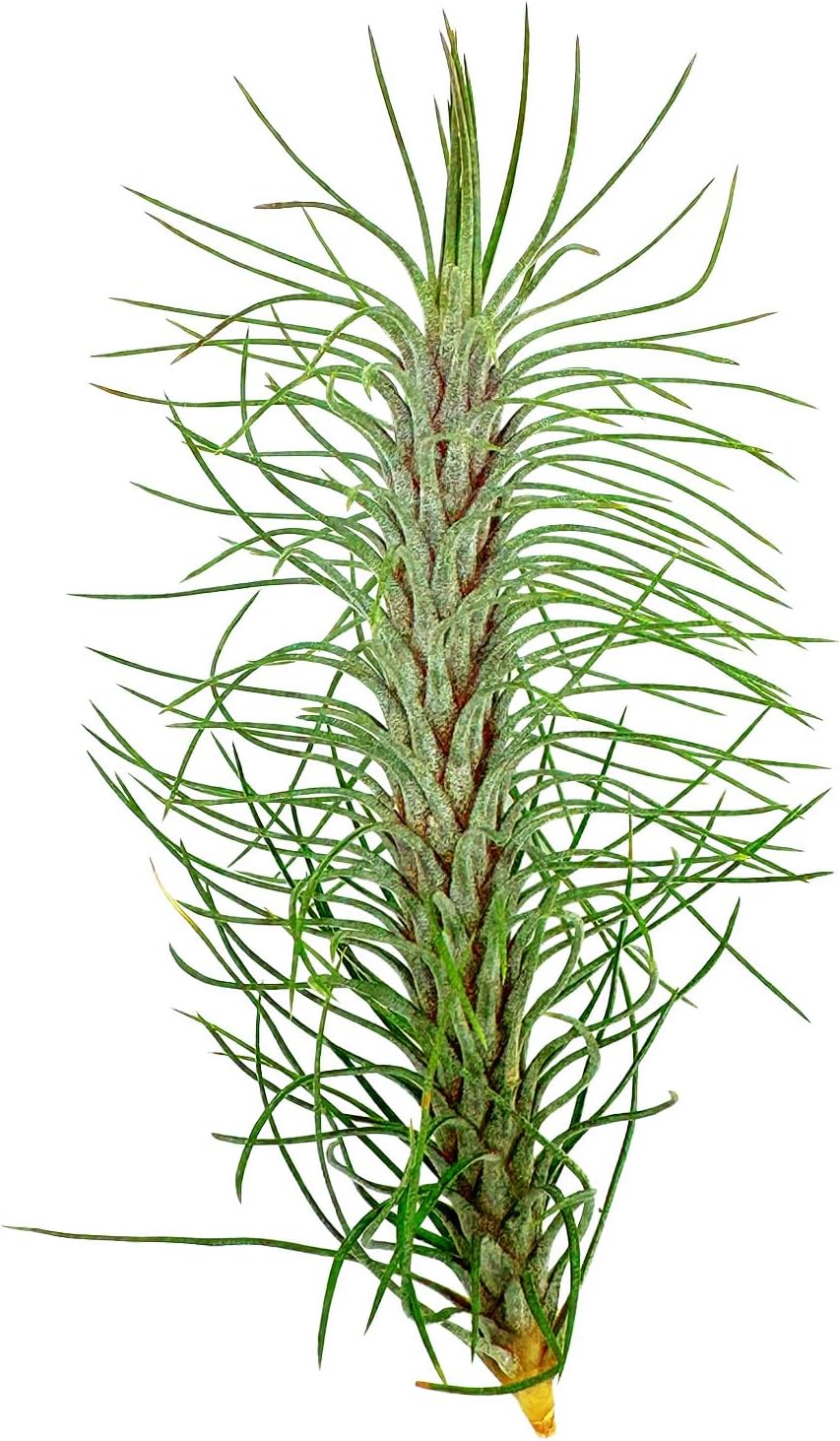 ragnaroc Air Plants - Colombian Tillandsia Funckiana, Large 5" - 3ct - Live Arrival Guaranteed - House Plants for Home Decor & Gift