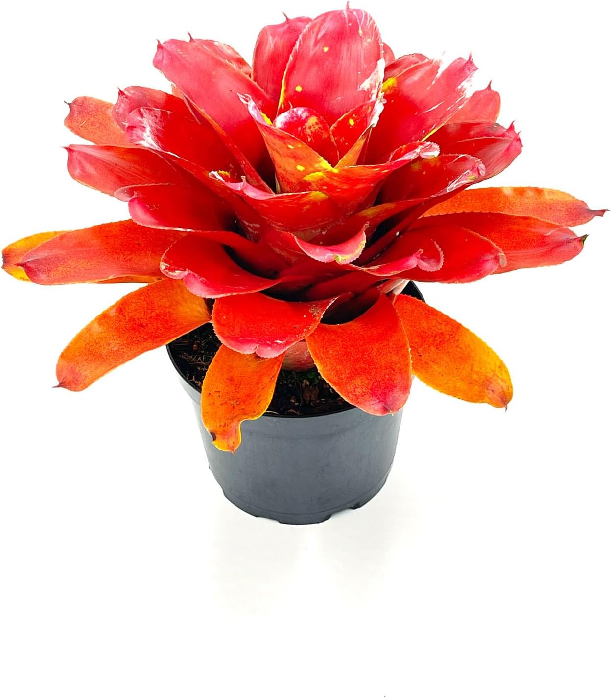 ragnaroc Live Plants – Bromeliad Neoregelia Lamberts Pride, 8-12" in 6" Pot - 1ct - Live Arrival Guaranteed - House Plants for Home Decor & Gift