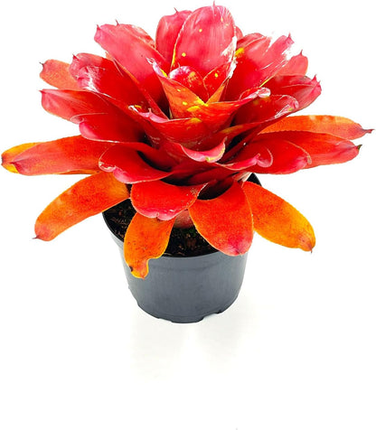 ragnaroc Live Plants – Bromeliad Neoregelia Lamberts Pride, 8-12" in 6" Pot - 1ct - Live Arrival Guaranteed - House Plants for Home Decor & Gift