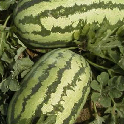 Watermelon Garden Seeds - Jubilee - 3 g Packet ~40 Seeds - Non-GMO, Heirloom Vegetable Gardening Fruit Melon Seeds