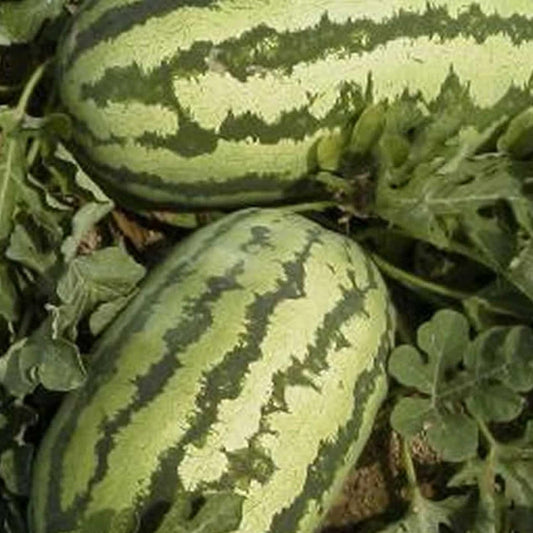 Watermelon Garden Seeds - Jubilee - 25 Lbs Bulk - Non-GMO, Heirloom Vegetable Gardening Fruit Melon Seeds