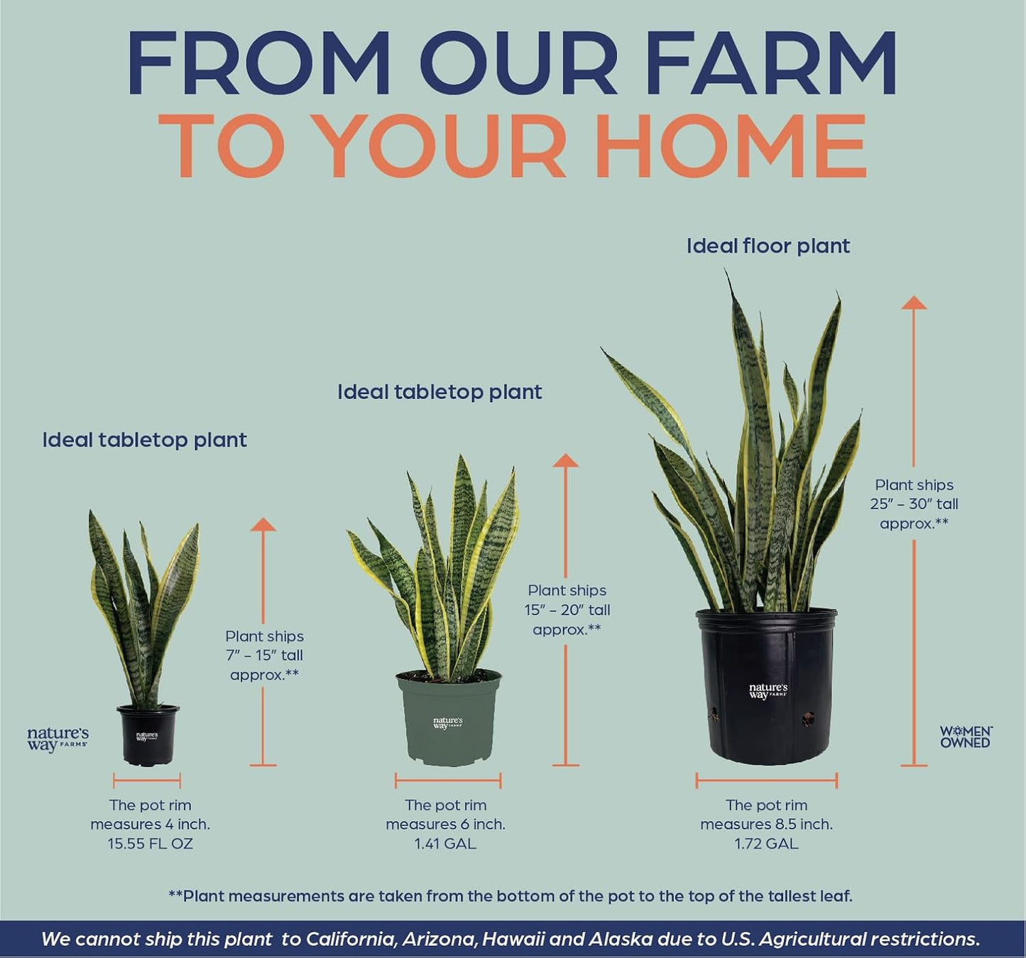 Nature's Way Farms, Sansevieria laurentii, Snake Plant, Live Houseplant, Easy Care, Air-Purifying (8-15 in. Tall) in Grower Pot