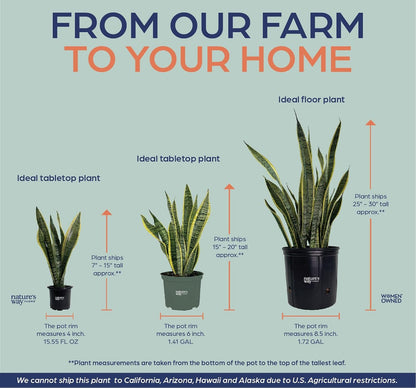 Nature's Way Farms, Sansevieria laurentii, Snake Plant, Live Houseplant, Easy Care, Air-Purifying (8-15 in. Tall) in Grower Pot