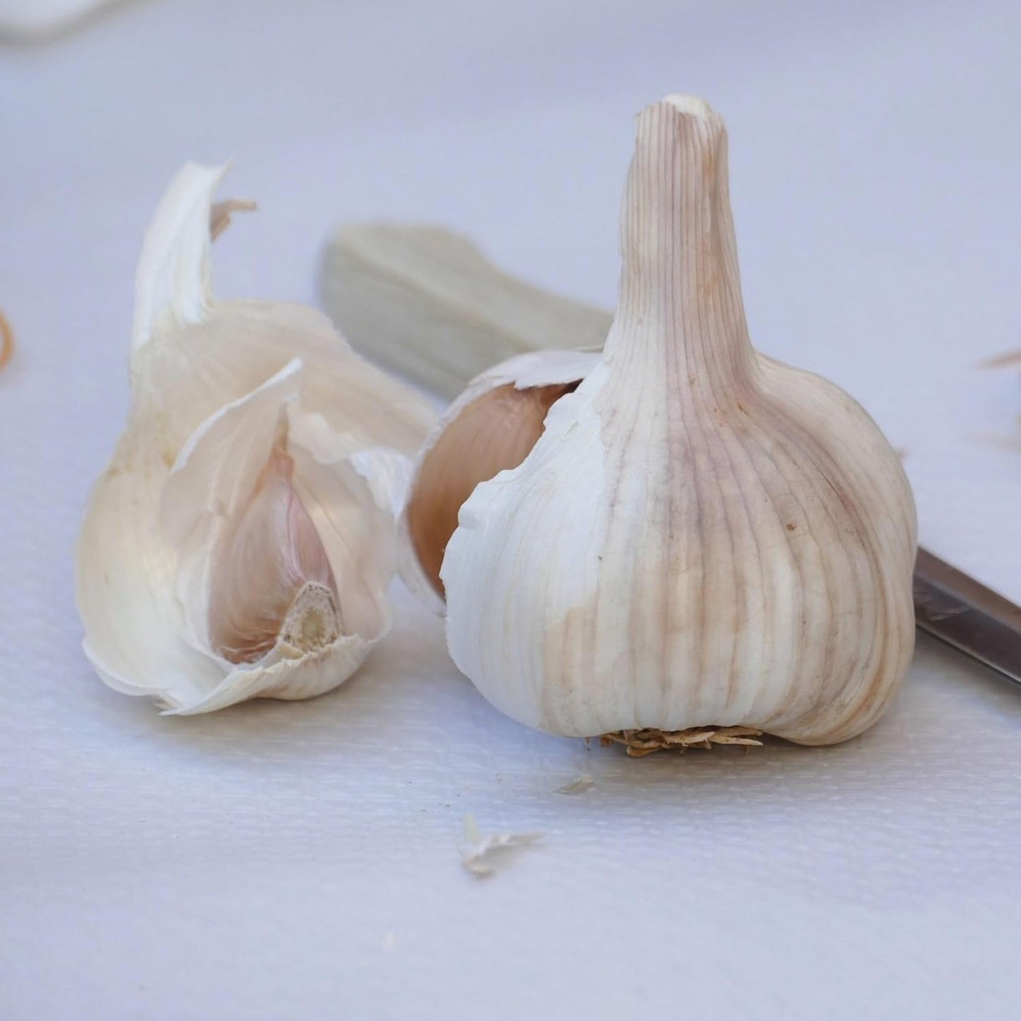 Nootka Rose Garlic ~3 Bulbs Per Bag – Non-GMO Softneck Seed Garlic for Fall Planting – Silverskin Variety – Cold Hardy – Long Storage – Grow in Garden, Raised Beds, or Containers