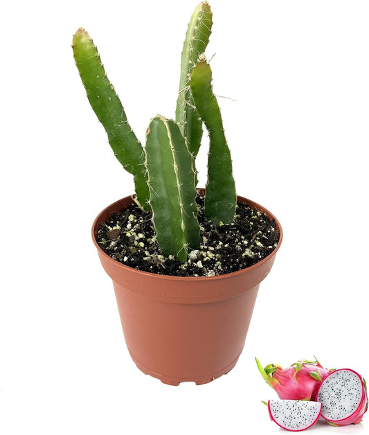Dragon Fruit Tree - Live Plant in a 4 Inch Pot - Hylocereous Undatus - Edible Tropical Fruit Plant from Florida