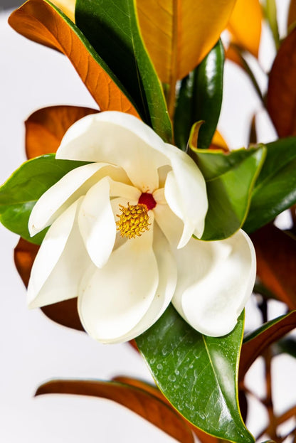 Magnolia Tree Kay Parris Variation, Live Plant, Magnolia Flower Blooms, Easy Care, Perfect for Home Growers, Magnolia Bloom, 3-4 Feet Tall, by The Magnolia Company, Cannot Ship to CA, HI, AK, PR