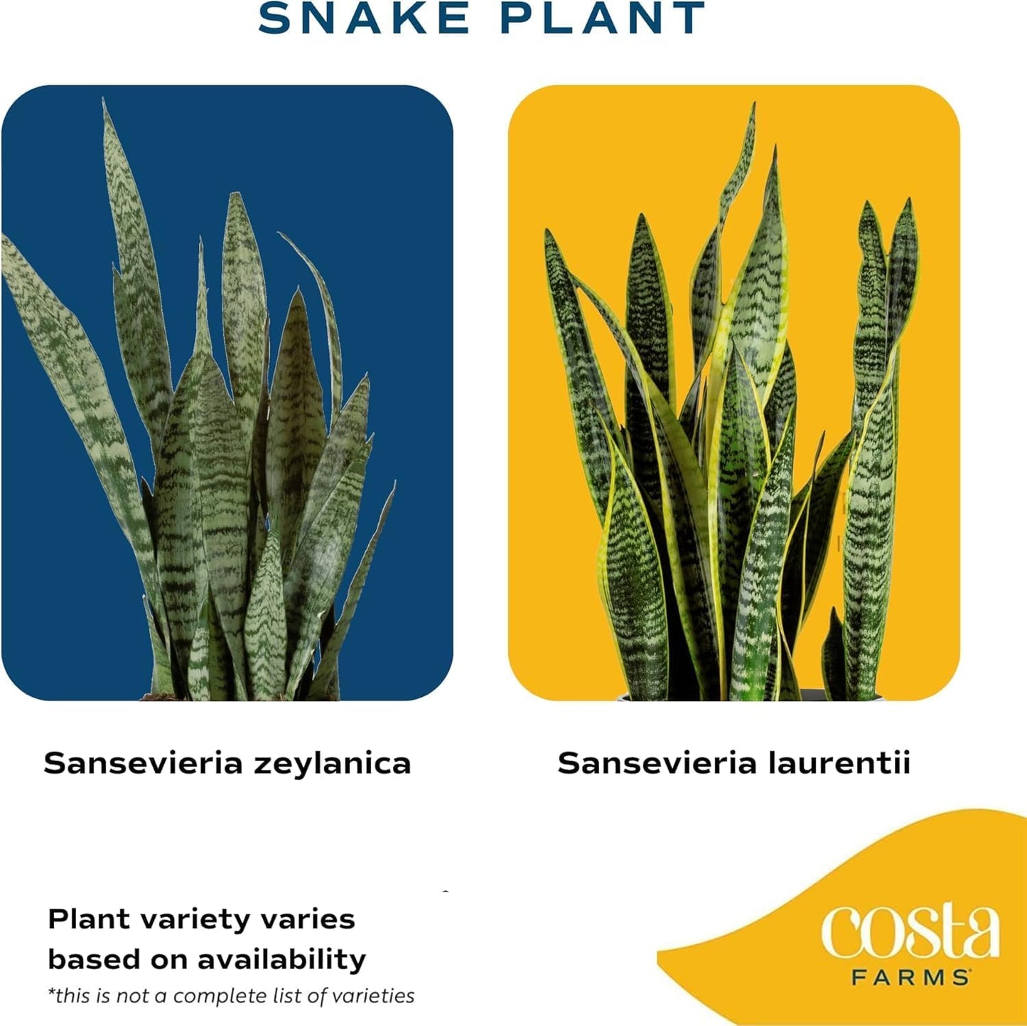 Costa Farms Snake Plant (4-Pack), Spring Decor, Giftable Plant Item, Live Indoor and Outdoor Sansevieria Plants, Easy Care Live Succulent Houseplants Potted in Nursery Pots, 8-Inches Tall