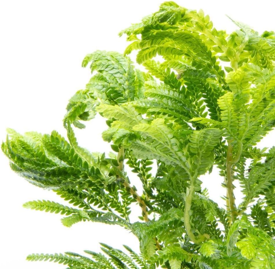 SubstrateSource Live Terrarium Plants - Spikey Moss for Terrariums, Paludariums - Easy, Beginner Friendly (Selaginella Wallichi)
