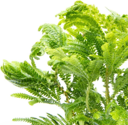 SubstrateSource Live Terrarium Plants - Spikey Moss for Terrariums, Paludariums - Easy, Beginner Friendly (Selaginella Wallichi)