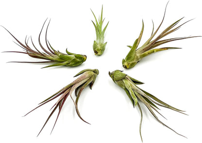 ragnaroc Live Air Plant – Tillandsia Capiput, Jumbo 6-9” - 5 ct - Live Arrival Guaranteed - House Plants for Home Decor & Gift