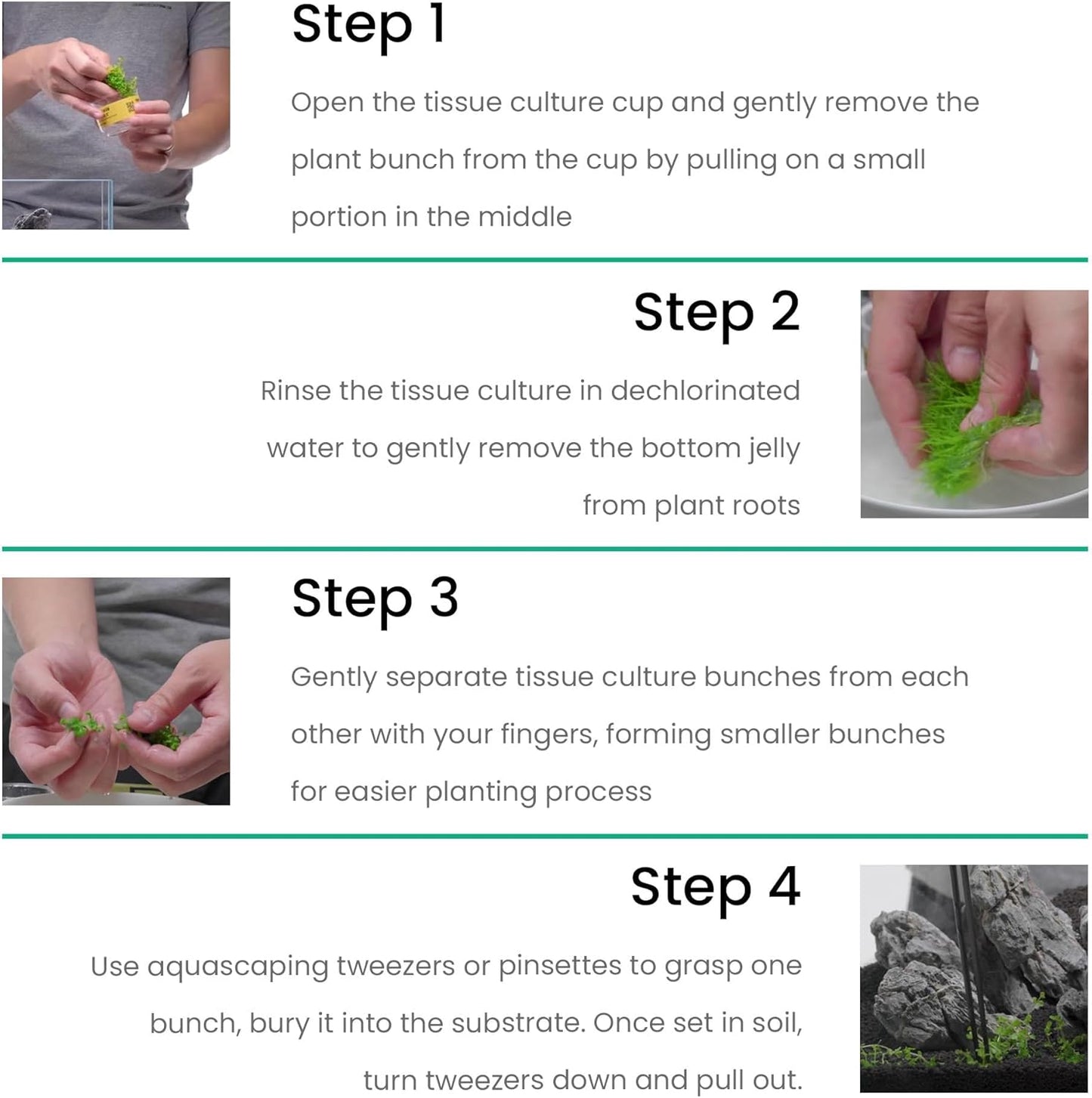 Ultum Nature Systems Live Tissue Culture - Bucephalandra Kedagang Round Mini - Easy Care - Low to Medium Light - Dark Green and Red Accent - Foreground - 100% Snail Free Grown in-Vitro - Small Cup