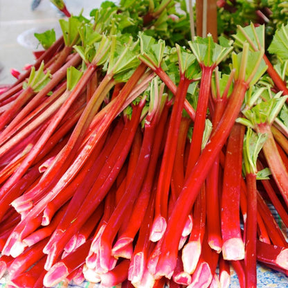 2 Rhubarb Plants for Planting, Red Rhubarb Root Plant, Size 3 to 6 Inch, Perennial Hardy Vegetable Plants for Planting Outdoors