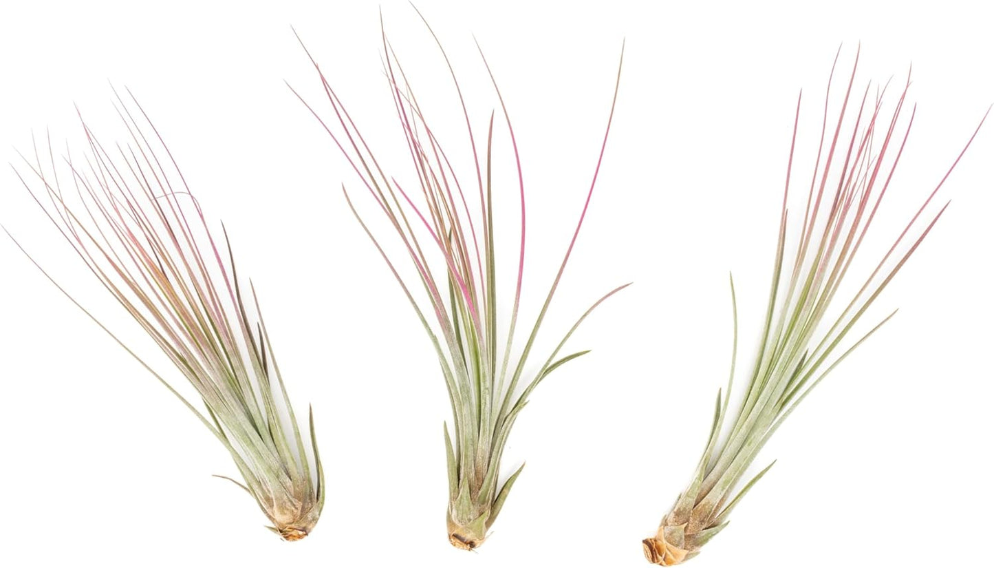 Fuchsia Colorful Tillandsia Air Plants - Long Lasting Color Enhanced Live Tillandsia Succulent House Plants - Home and Garden Decor - Easy Care Indoor/Outdoor Plants (Juncea, Single)