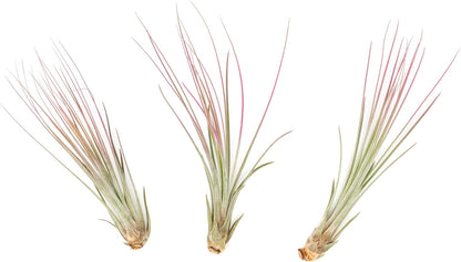 Fuchsia Colorful Tillandsia Air Plants - Long Lasting Color Enhanced Live Tillandsia Succulent House Plants - Home and Garden Decor - Easy Care Indoor/Outdoor Plants (Juncea, Single)