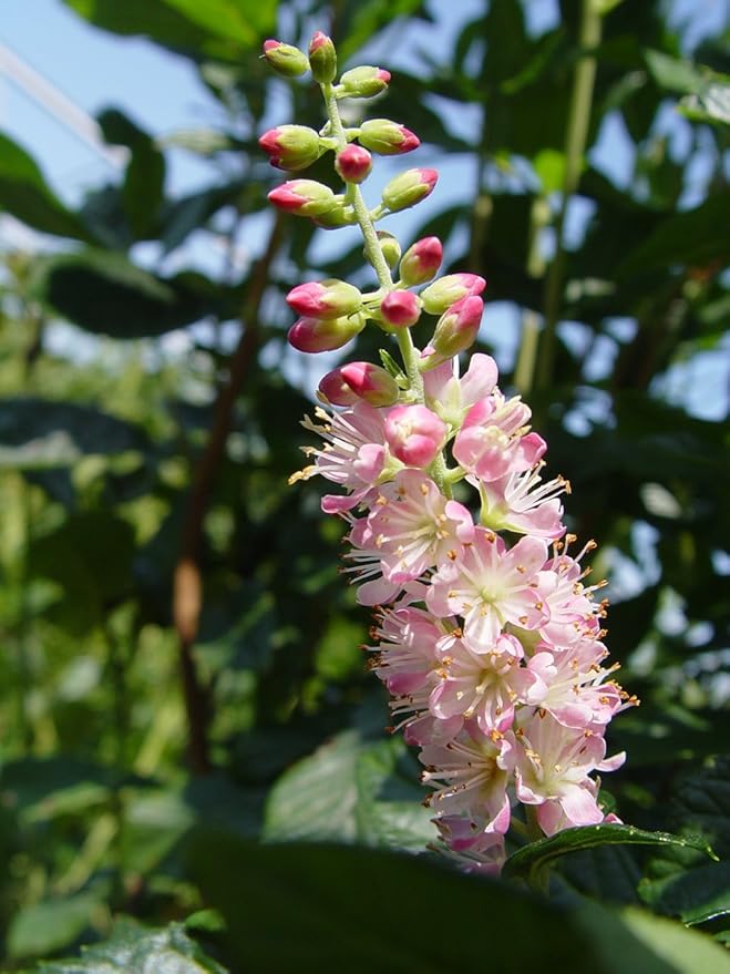 GreenPromiseFarms SHCSRS03 SHCSRS CLETHRA ALNIFOLIA `Ruby Spice`, 3 Size Container