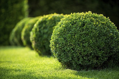Japanese Boxwood | 5 Live 4 Inch Pots | Buxus Microphylla | Formal Evergreen Low Maintenance Hedge Plants