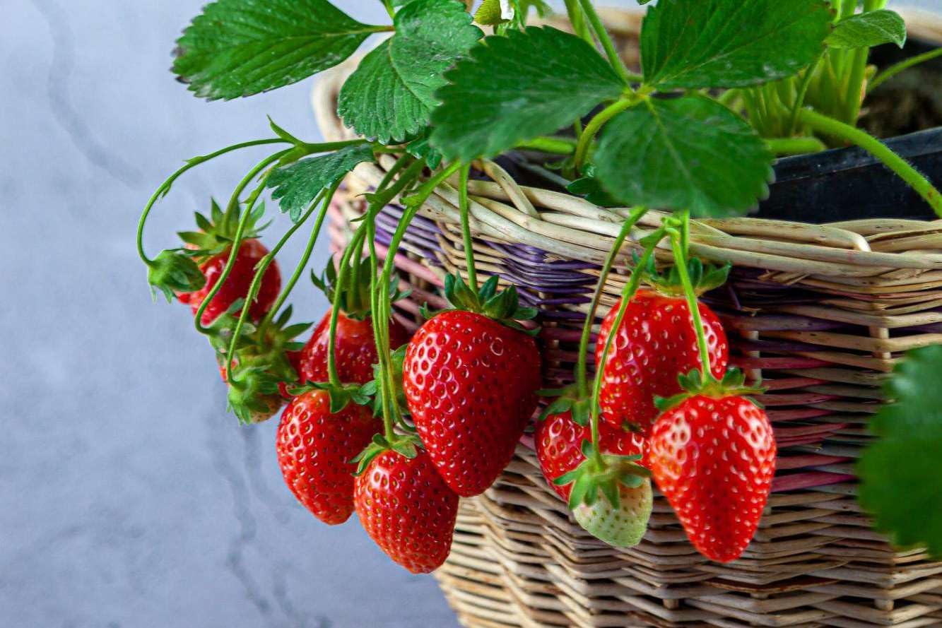 Gardenera Strawberry Premium Potting Soil Mix - Ideal Blend for Growing Robust and Flavorful Strawberries - 20 Quart