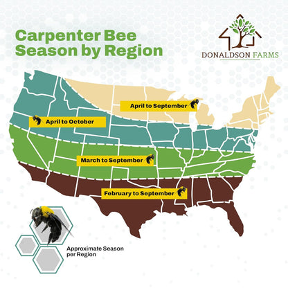 All-Natural Foaming Bee Spray Killer Outdoor - Carpenter Insect Bee Spray Killer - Reliable Defense for All Kinds of Insects, 16 oz