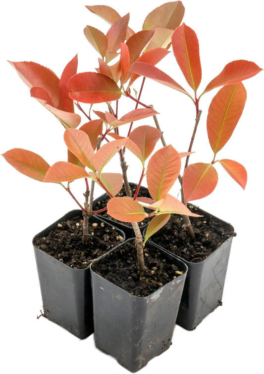 4 Red Tip Photinia, Photinia x fraseri, Thriving in Extra Deep Nursery Cubes