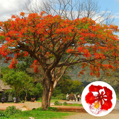 Red Flamboyant Tree Live Plant, 1 Year Old Seedling Royal Poinciana Tree for Planting, Hardy, Dormant in Winter, Jacaranda Like