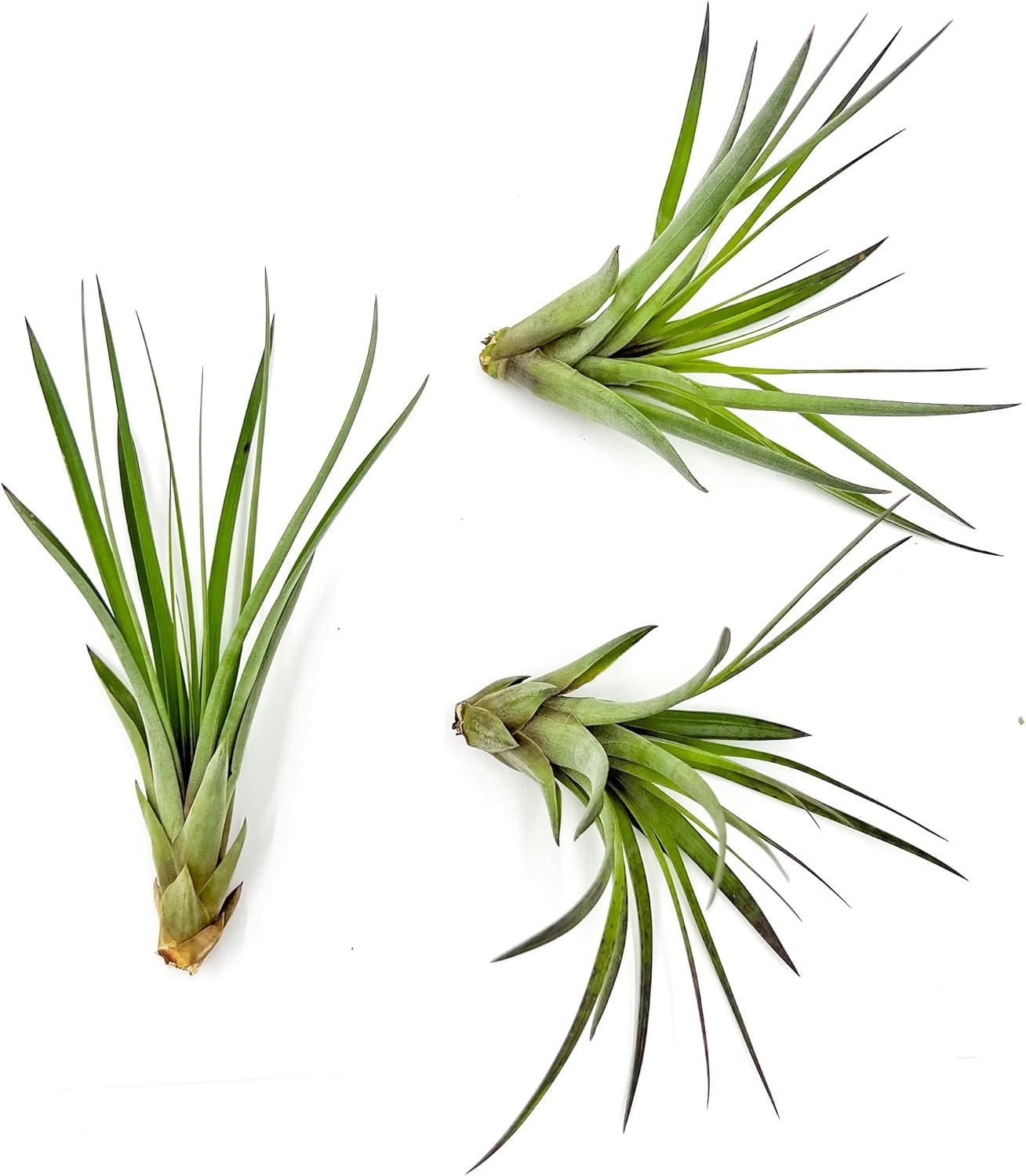 ragnaroc Air Plants - Tillandsia Fasciculata Tricolor, Large 4-6" - 3ct - Live Arrival Guaranteed - House Plants for Home Decor & Gift