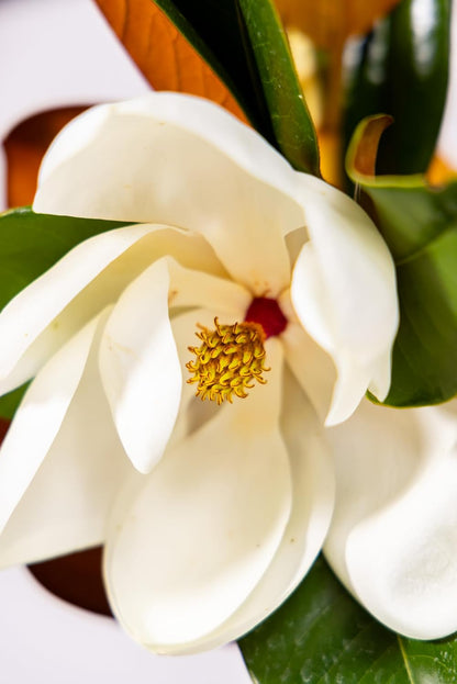 Magnolia Tree Bracken Browns Beauty Variation, Magnolia Flower, Live Plant, 3-4 Feet Tall, Gardening Tree, Southern Landscaping Tree, by The Magnolia Company, Can't Ship to CA, AK, HI, PR