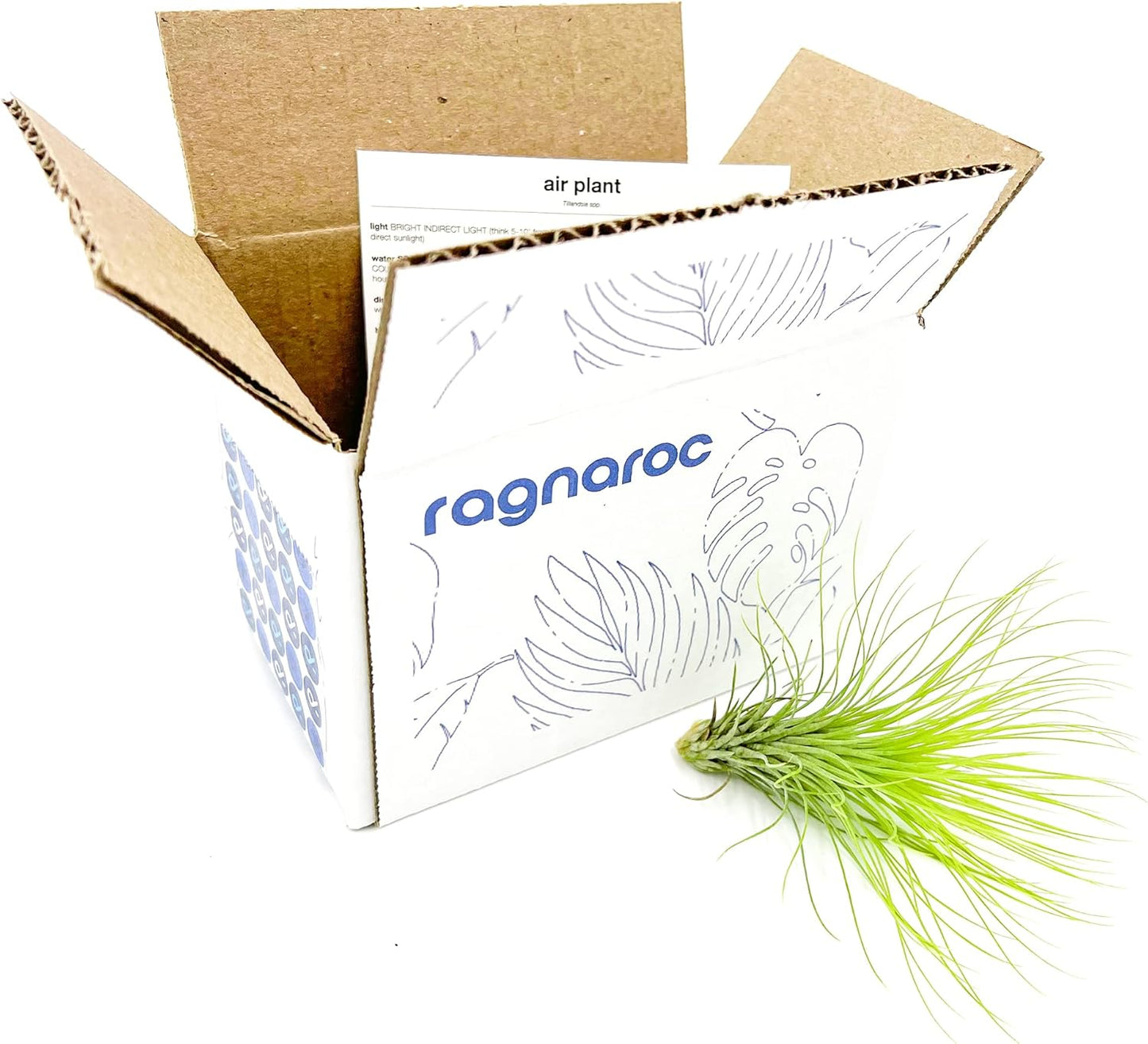 ragnaroc Air Plants - Tillandsia Andreana, Large 4-6" - 1ct - Live Arrival Gauranteed - House Plants for Home Decor & Gift