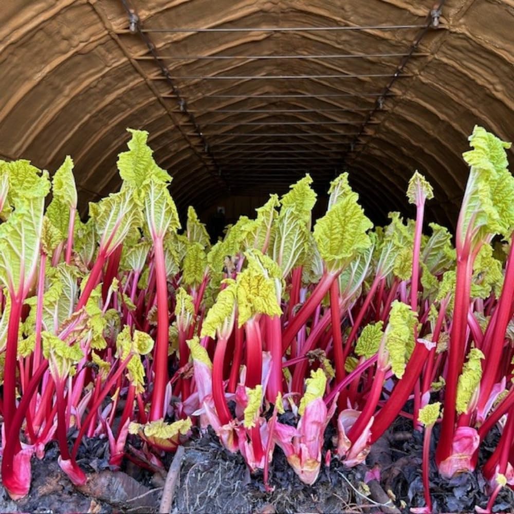 2 Rhubarb Plants for Planting, Red Rhubarb Root Plant, Size 3 to 6 Inch, Perennial Hardy Vegetable Plants for Planting Outdoors
