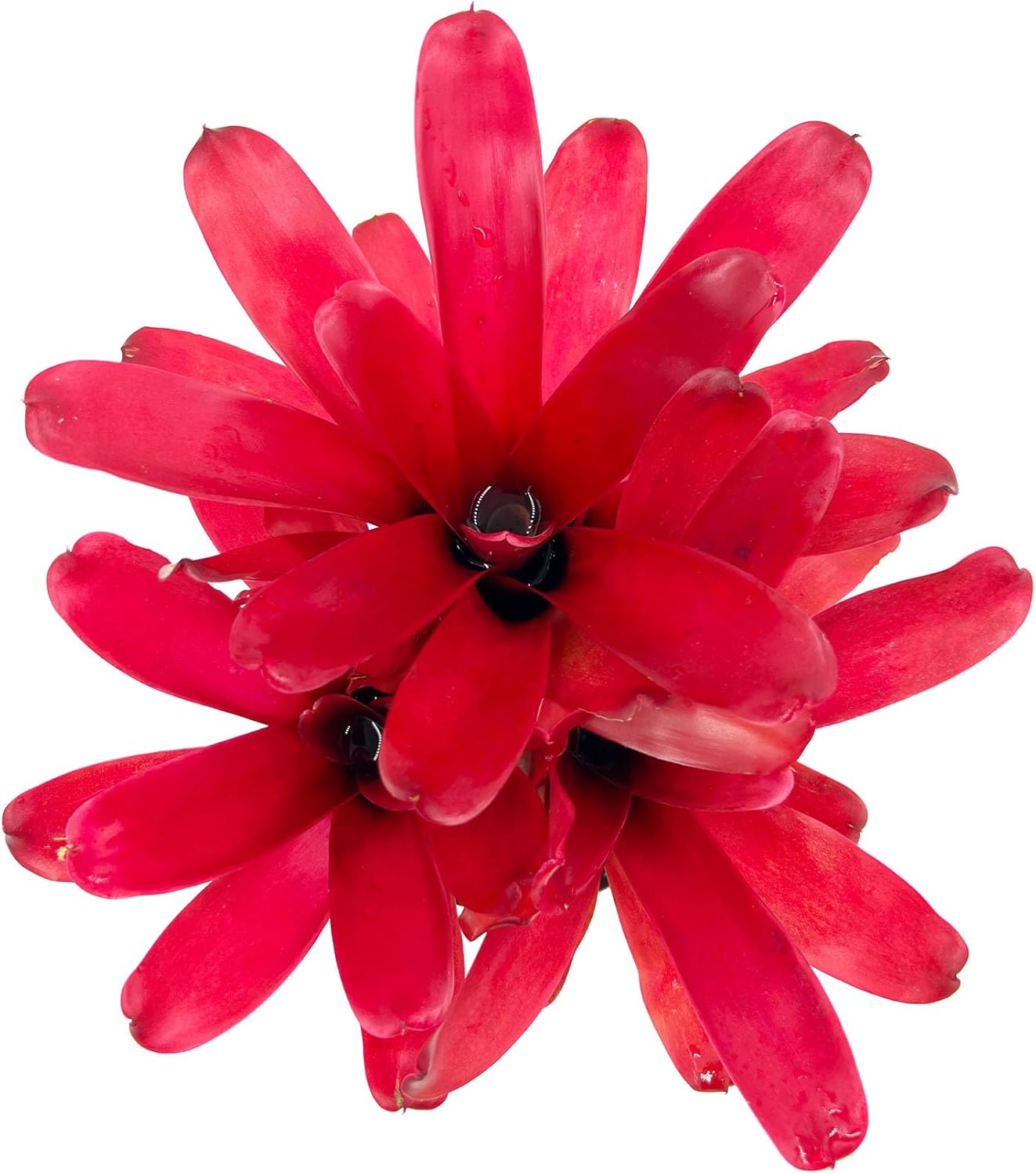 ragnaroc Live Plants - Bromeliad Neoregelia 'Super Fireball', 10-12" in 6" Pot - 1ct - Live Arrival Guaranteed - House Plants for Home Decor & Gift
