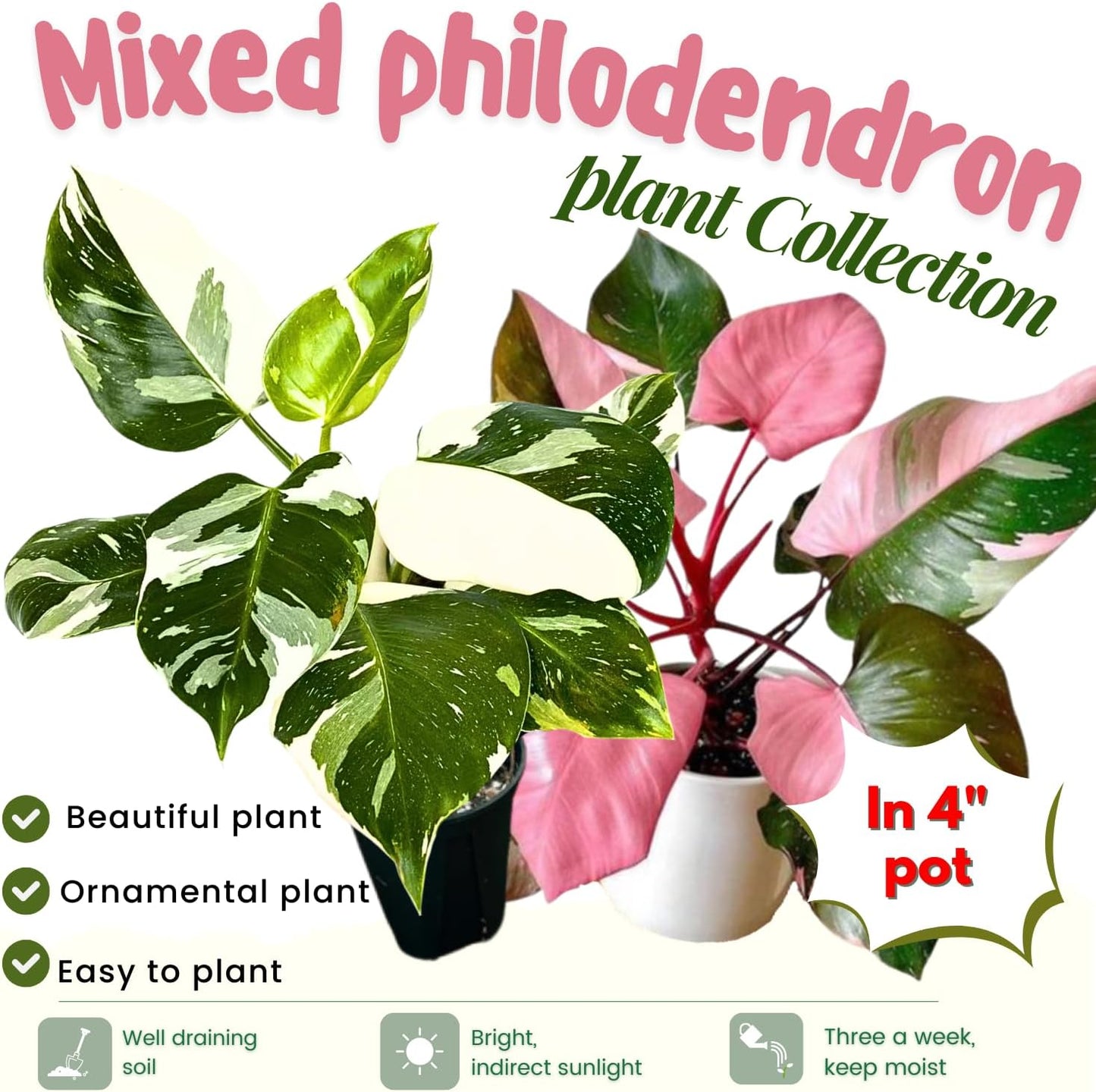2 Philodendron Live Plant 5-9" Tall, Rare Tropical Indoor Houseplant Home Garden (Mix Rare Philodendron)