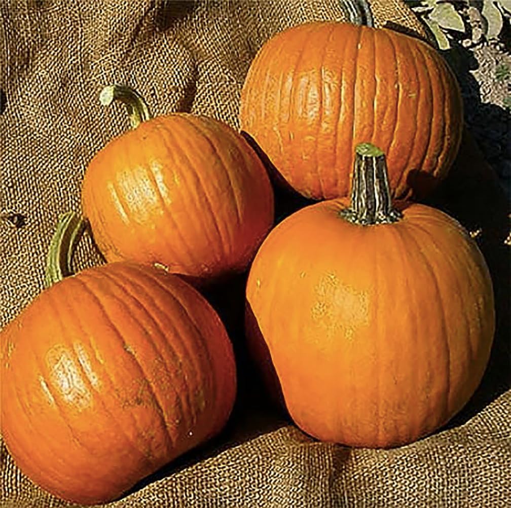 Spookie Pumpkin Seeds - Heirloom