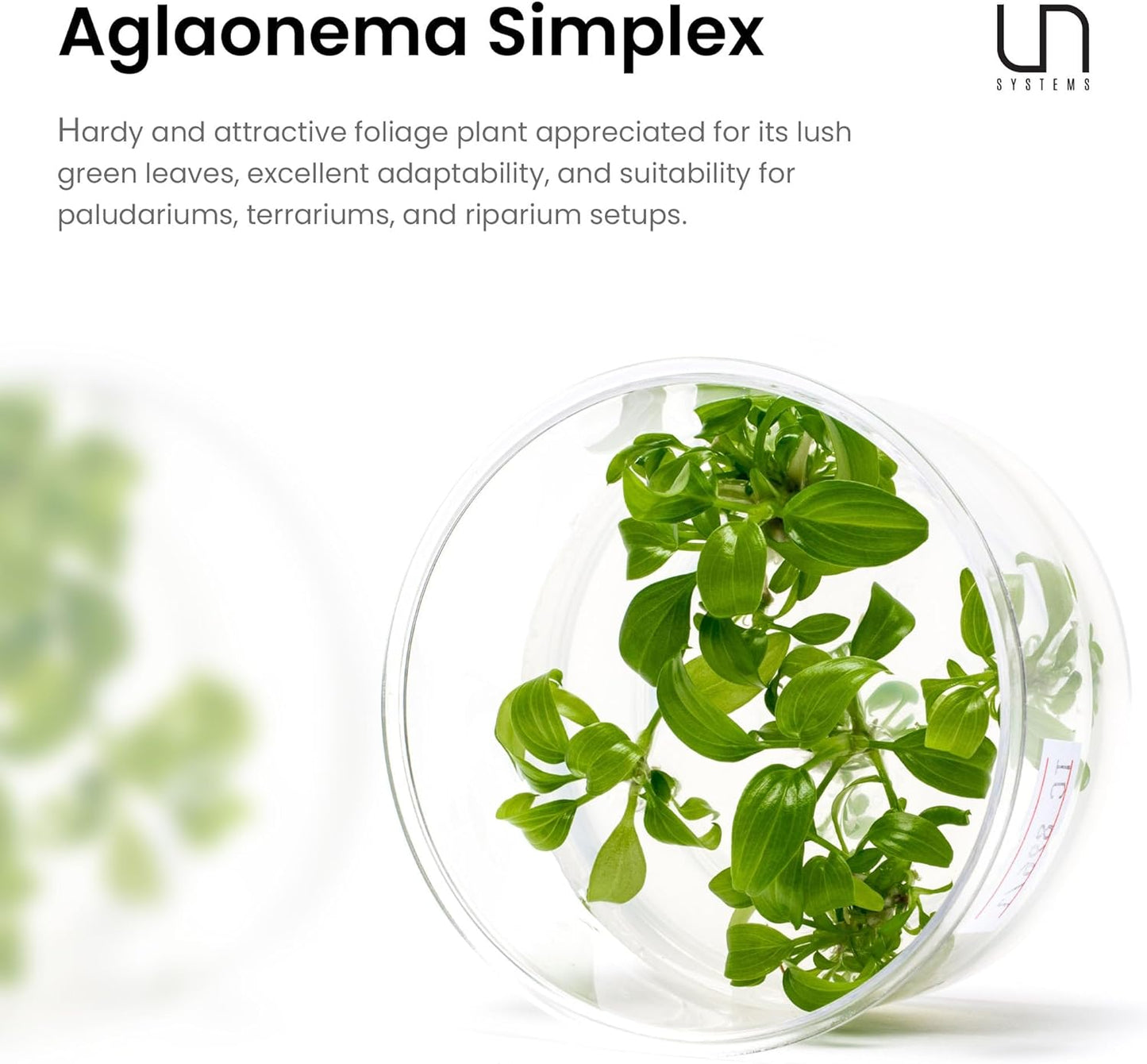 Ultum Nature Systems Live Tissue Culture - Malayan Sword (Aglaonema simplex) - Easy Care - Medium Light - Deep Green Accent - Midground - 100% Snail Free Grown in-Vitro