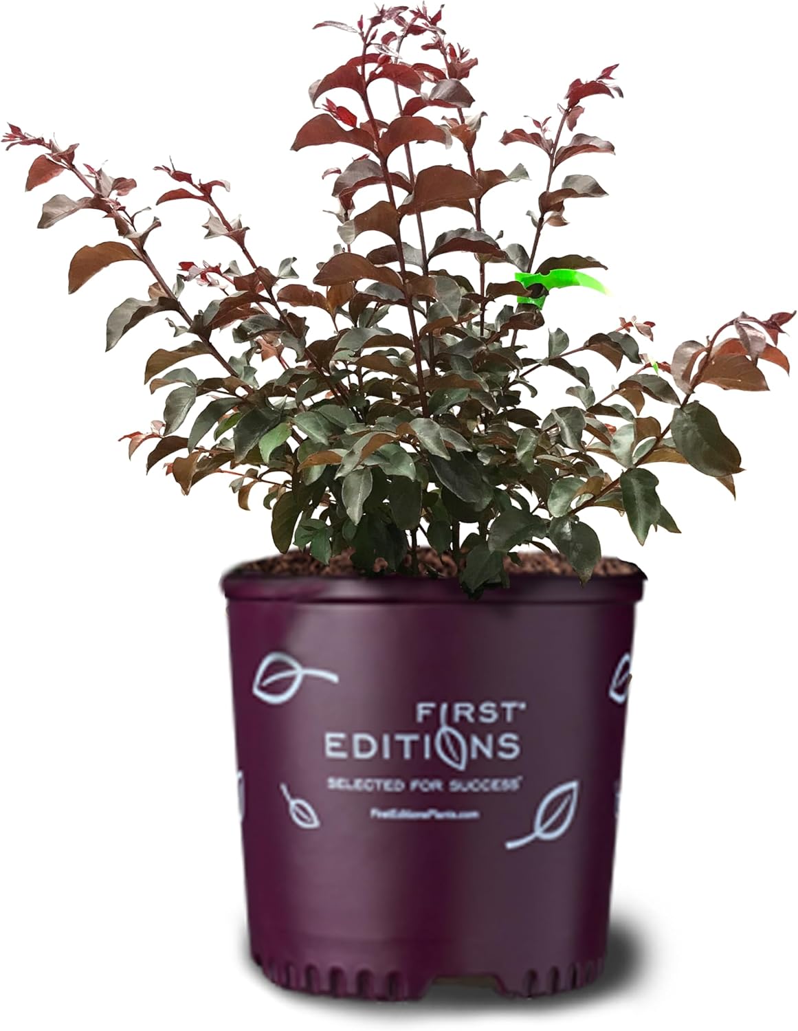 American Plant Exchange Twilight Magic Crape Myrtle Tree Live, 3-Gallon Pot, 1-2ft Tall, Bright Coral Pink Flowers, Drought-Tolerant, Large Outdoor Landscape Accent, Year-Round Beauty