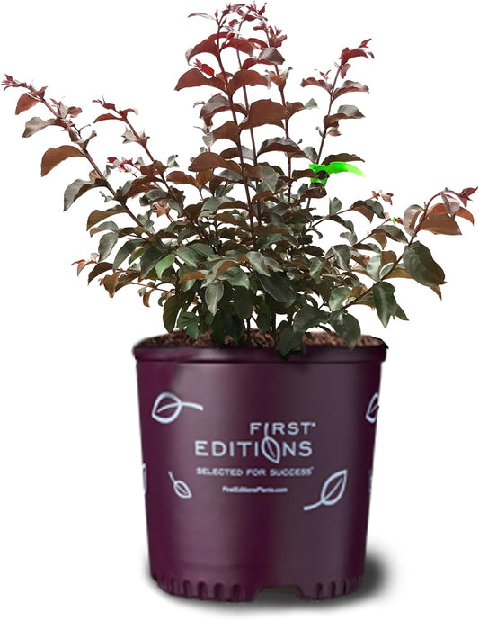 American Plant Exchange Twilight Magic Crape Myrtle Tree Live, 3-Gallon Pot, 1-2ft Tall, Bright Coral Pink Flowers, Drought-Tolerant, Large Outdoor Landscape Accent, Year-Round Beauty