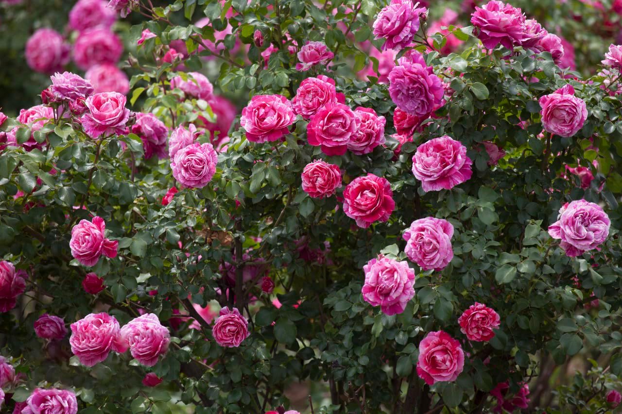200+ Climbing Rose Seeds for Planting Outdoors - Vibrant Vine Flower, Long-Blooming Ornamental Garden Blooms (Pink)