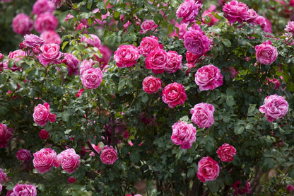 200+ Climbing Rose Seeds for Planting Outdoors - Vibrant Vine Flower, Long-Blooming Ornamental Garden Blooms (Pink)