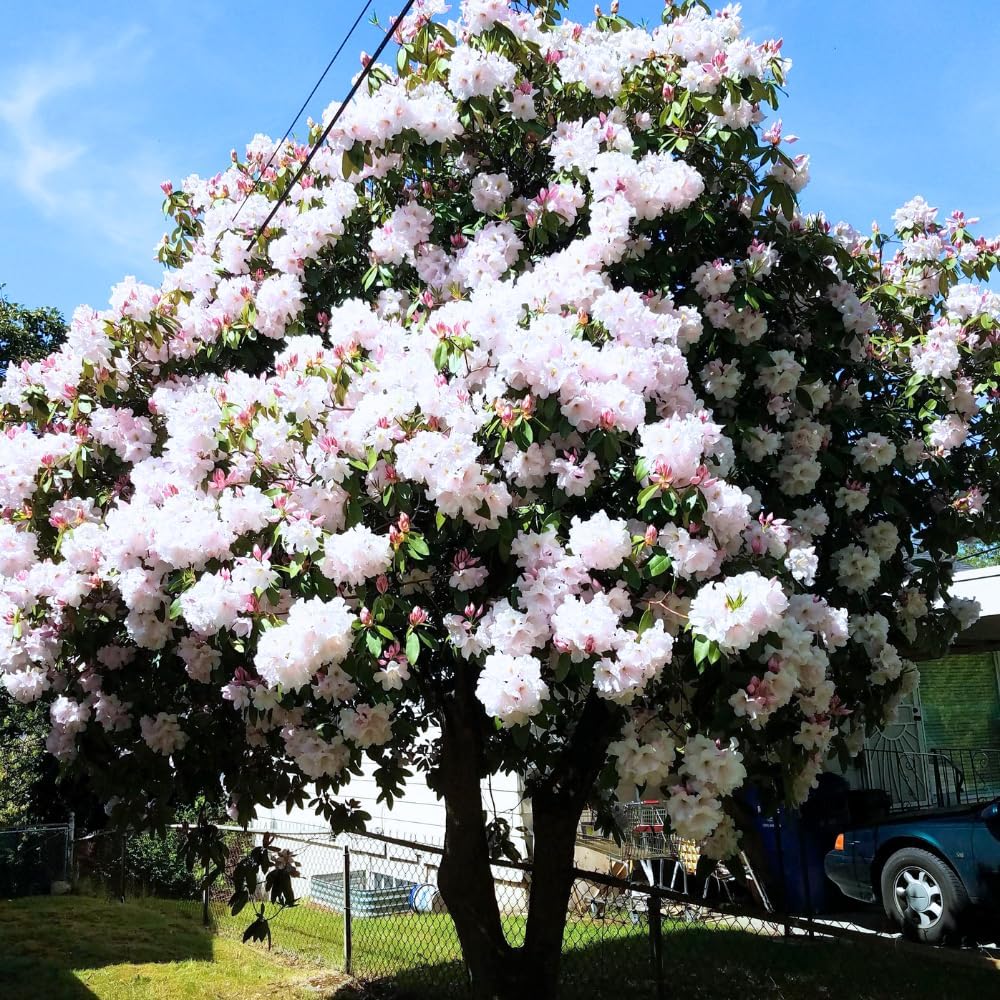 Rhododendrons Plant Live, White Rhododendron Shrub, Large Flowering Tree 1 Gallon Potted for Gardening