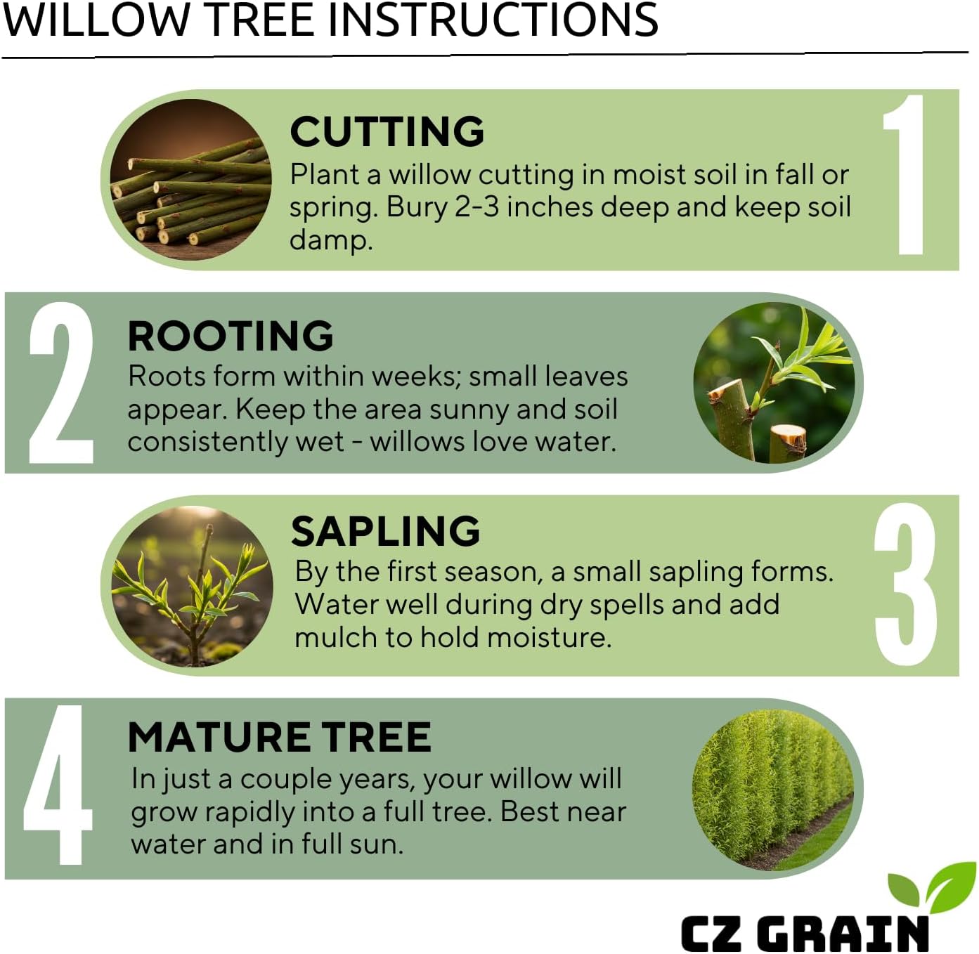 100 Hybrid Willow Trees - Fast Privacy Trees or Shade - Space 1-2 Feet Apart - Austree Willow Grow 6-10 Feet Per Year - Privacy Hedge