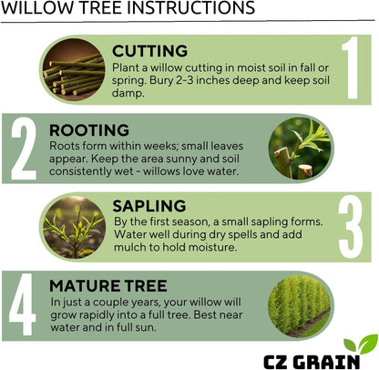 100 Hybrid Willow Trees - Fast Privacy Trees or Shade - Space 1-2 Feet Apart - Austree Willow Grow 6-10 Feet Per Year - Privacy Hedge
