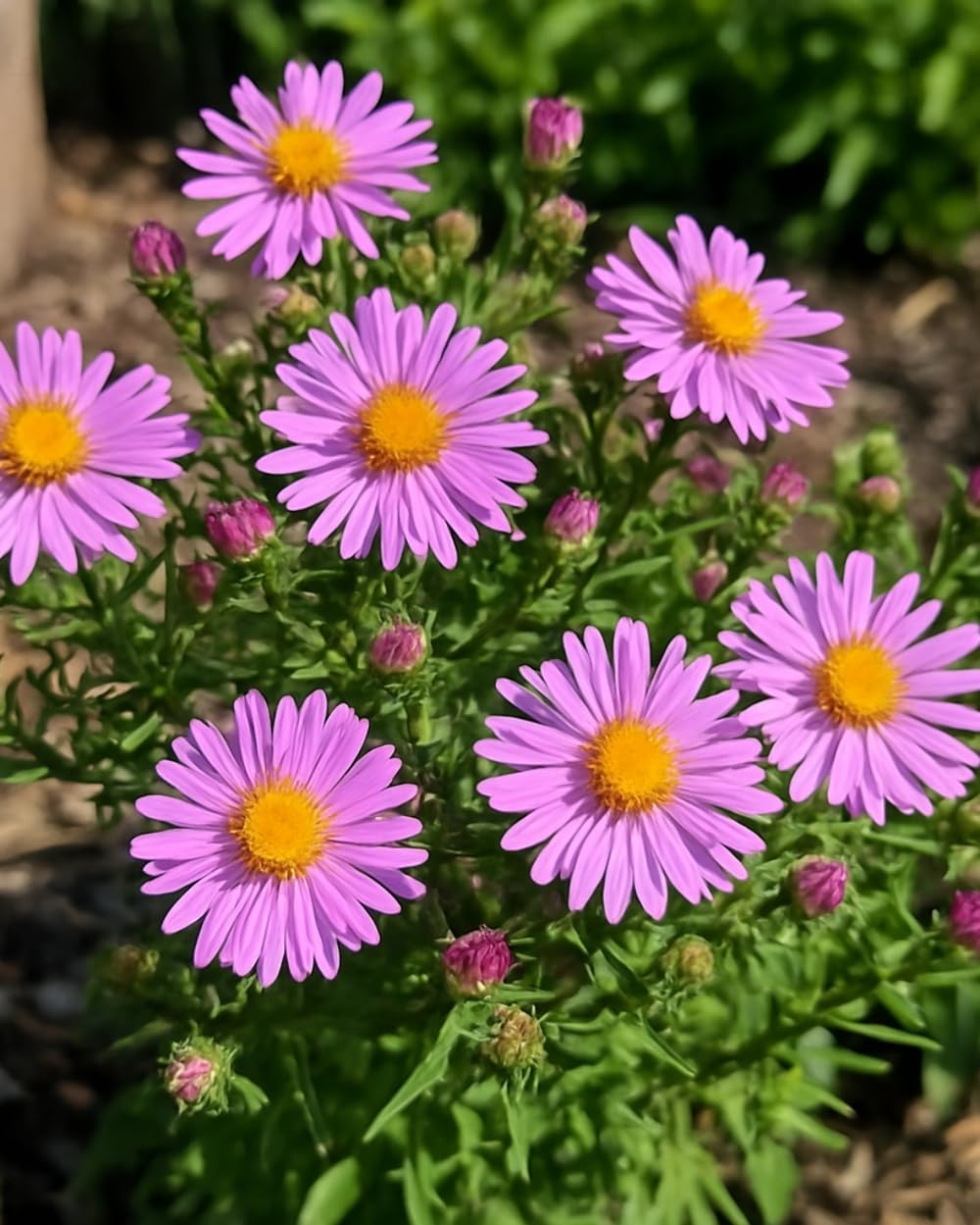 Perennial Farm Aster X 'Wood's Pink' – Live Dwarf Aster Perennial in #1 Container, Compact Habit with Rose-Pink Daisy-Like Blooms, Pollinator Friendly, Long Blooming, Great for Borders & Fall Gardens