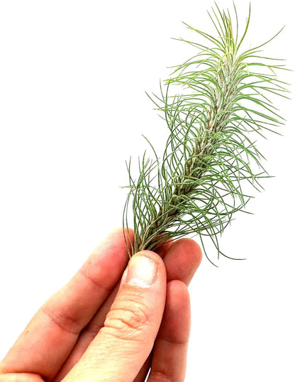ragnaroc Air Plants - Colombian Tillandsia Funckiana, Large 5" - 1ct - Live Arrival Guaranteed - House Plants for Home Decor & Gift