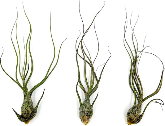 ragnaroc Live Air Plants - Tillandsia Butzii, Jumbo 7-9" - 3ct - Live Arrival Guaranteed - House Plants for Home Decor & Gift