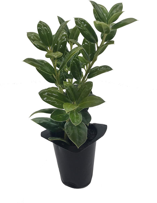 Burfordi Holly | 20 Live Plants | Ilex Cornuta | Fast Growing Evergreen Shrubs, Privacy Hedge