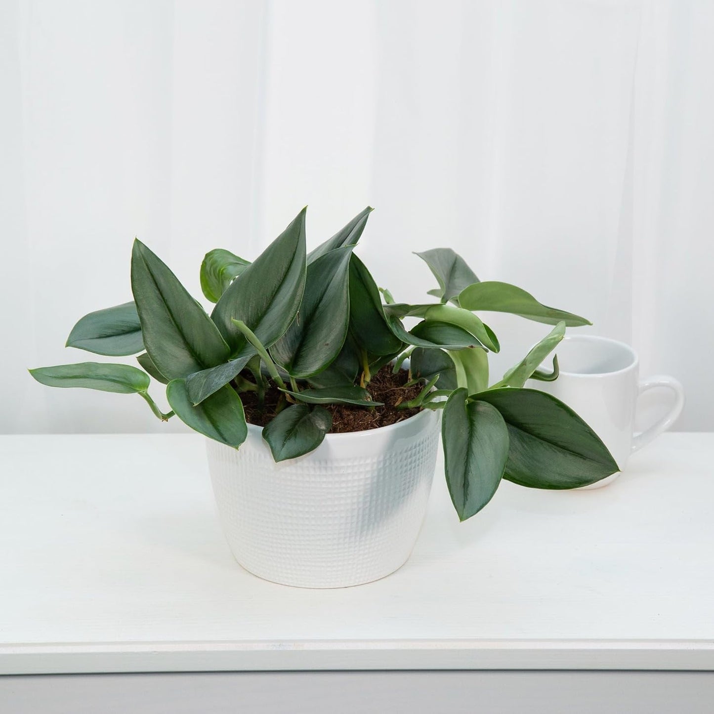 Gardenera Scindapsus Sterling Potting Mix - Unlock Robust Growth and Stunning Leaves with Our High-Performance Formula - 20 Quart