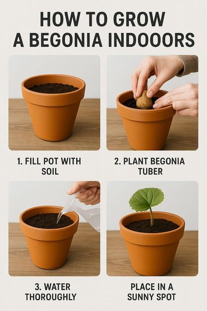Grow Indoor Begonia Flowers - 3 Healthy Bulbs to Grow Indoors