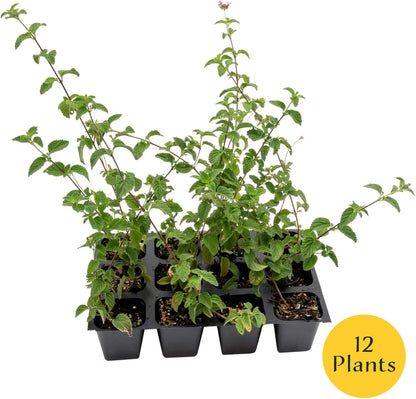 12 Lavender Lantana in 2.5” Nursery Cubes (Lantana montevidensis) | Evergreen Shrub for Hanging Baskets, Containers & Sunny Landscapes | Ready-to-Plant Live Starter Plants