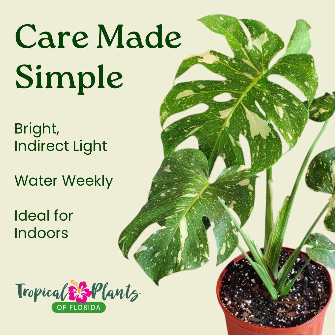 Tropical Plants of Florida Thai Constellation Monstera – Large 3 Gallon Live Plant, 24-28” Tall Including Pot, Rare Tropical Indoor Plant for Home Décor, Variegated Leaves, Shipped Fresh from Farm